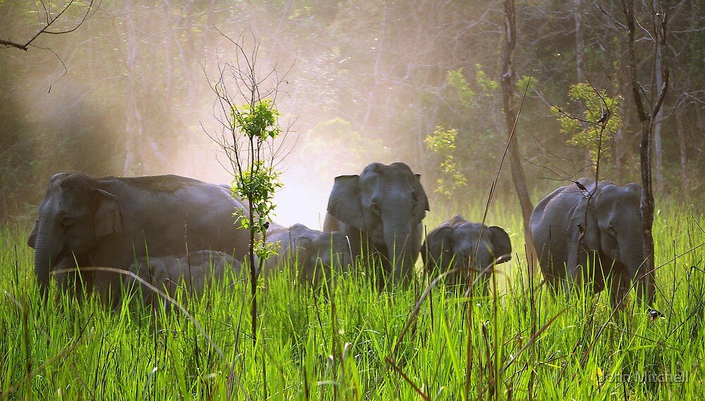 Royal Manas National Park