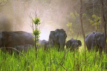 Royal Manas National Park